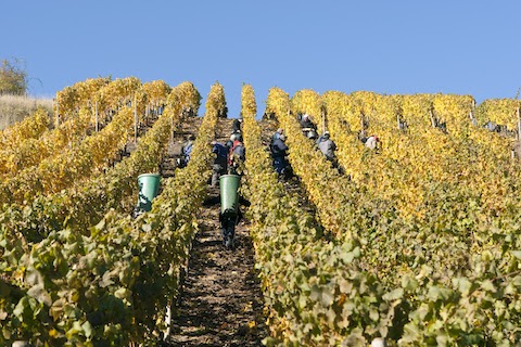 Dönnhoff Niederhäuser Klamm Riesling Kabinett 2021