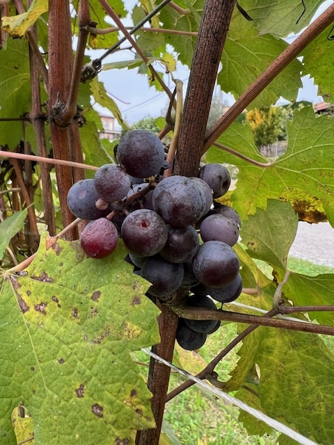 Massolino Nebbiolo 2022
