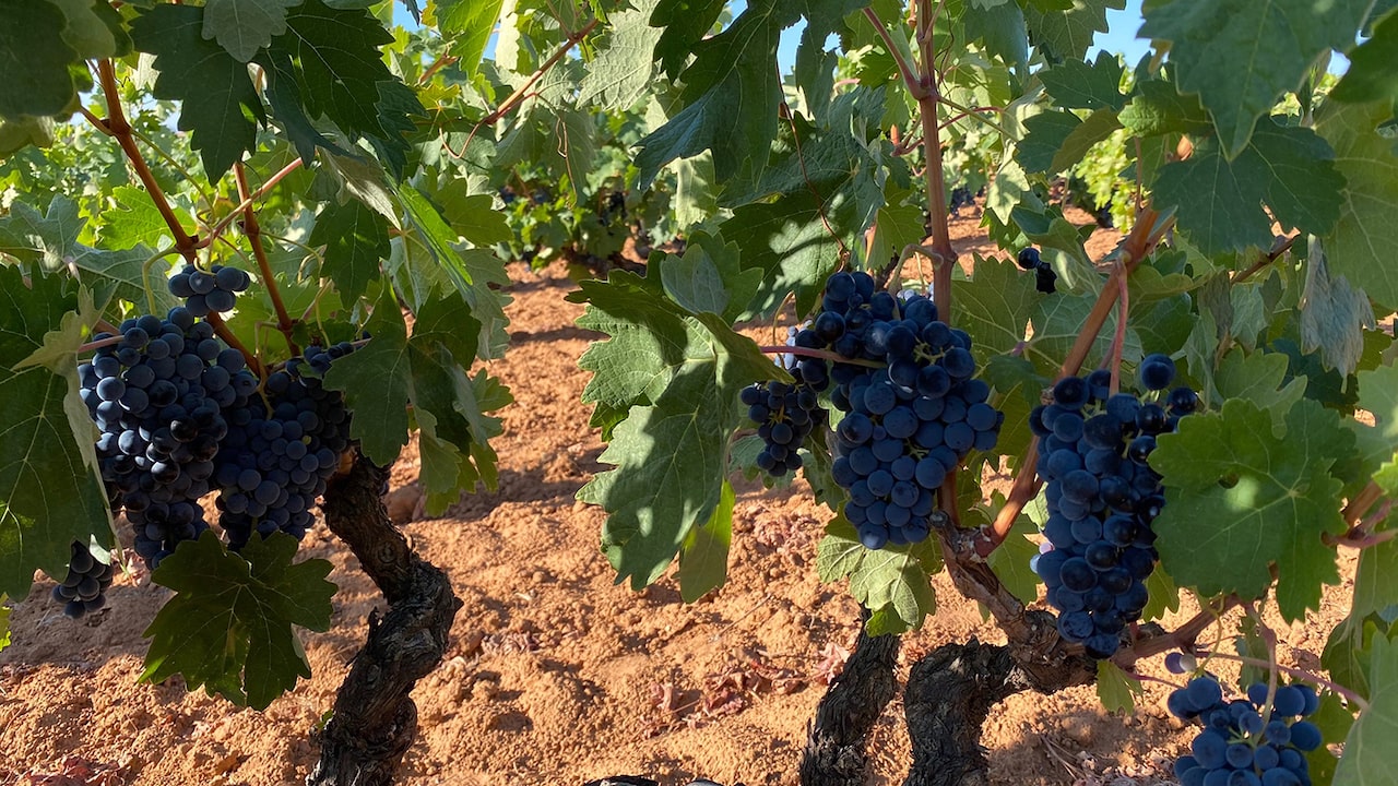 Tempranillo
