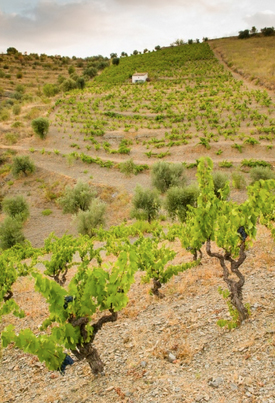 Radio Boka Verdejo