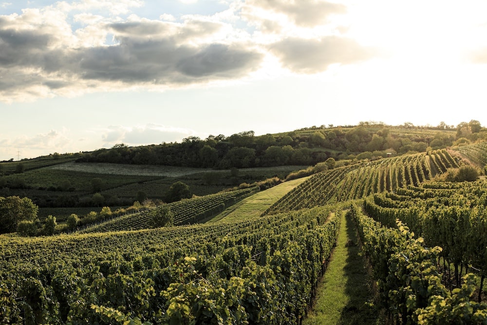 Metzger Syrah 2022