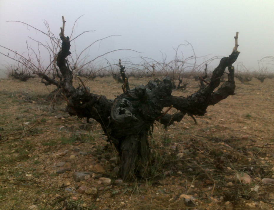 Hacienda Terra d´Uro