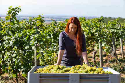 Schittler Becker Merlot Blanc de Noir 2025