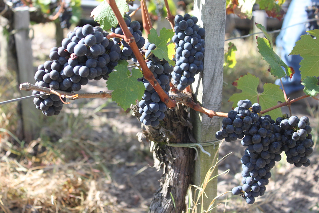 Chateau la Fortune Margaux Cru Bourgeois 2022