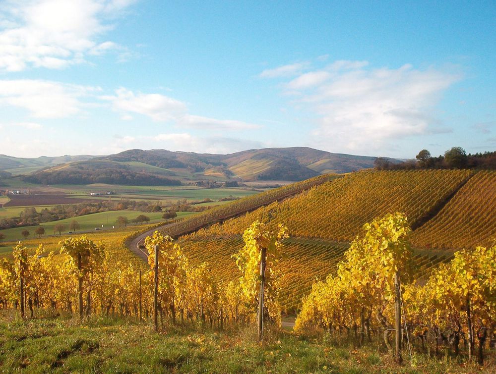 K. H. Schneider Schlossböckelheimer Felsenberg Riesling trocken 2023