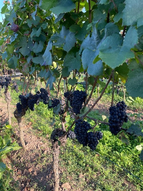 Kühling-Gillot Pettenthal Riesling Großes Gewächs 2020 BIO
