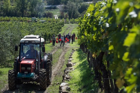 Montevertine Le Pergole Torte 2021