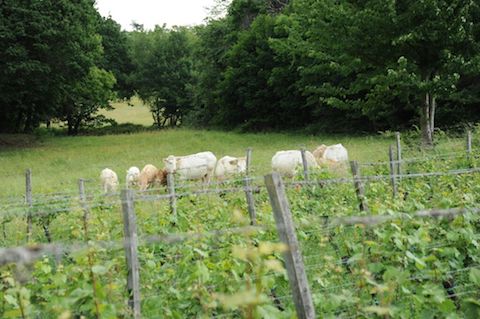 Odinstal Riesling Buntsandstein 2021 BIO