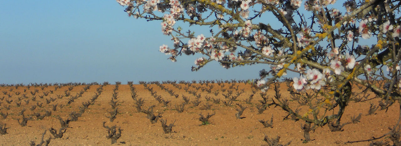 Bodegas Iturria