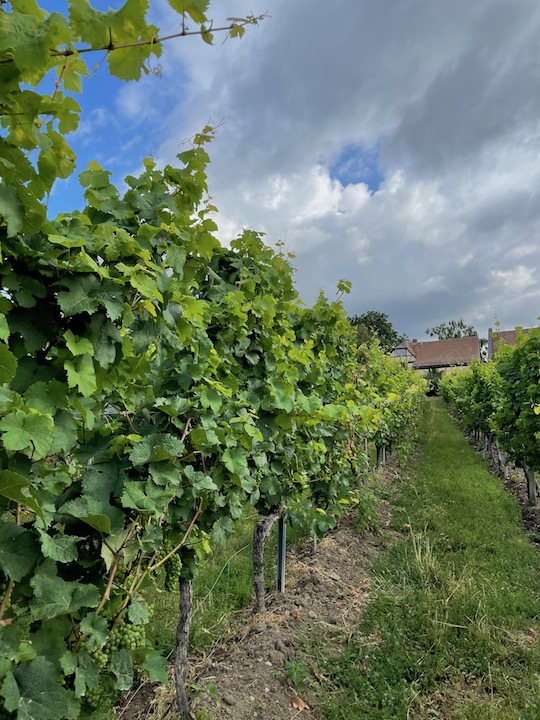 Künstler Hochheim Hölle GG Riesling trocken 2019