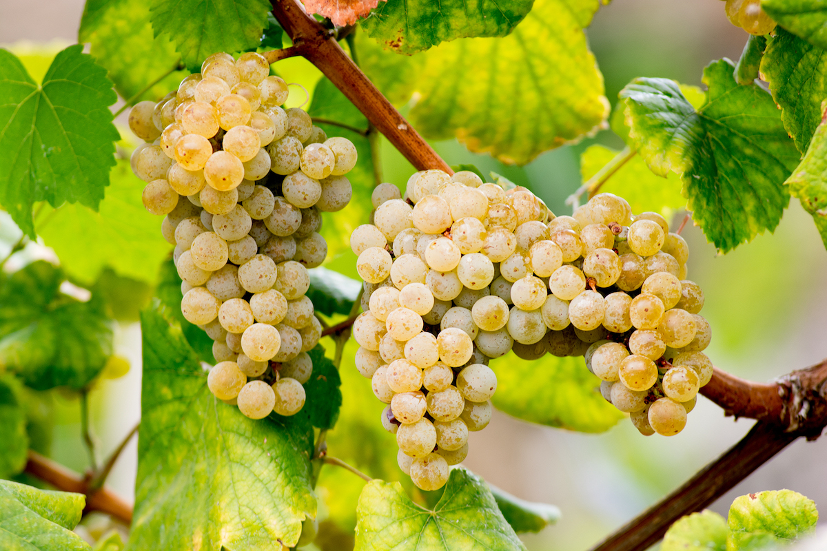 Albariño