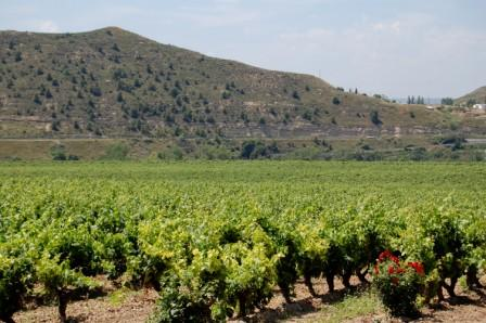 Contino-Vina-del-Olivo-2.jpg