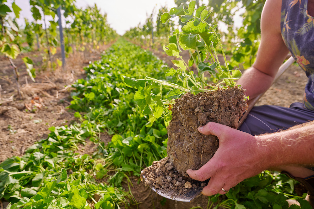Pitthan Blanc de Noir Syrah