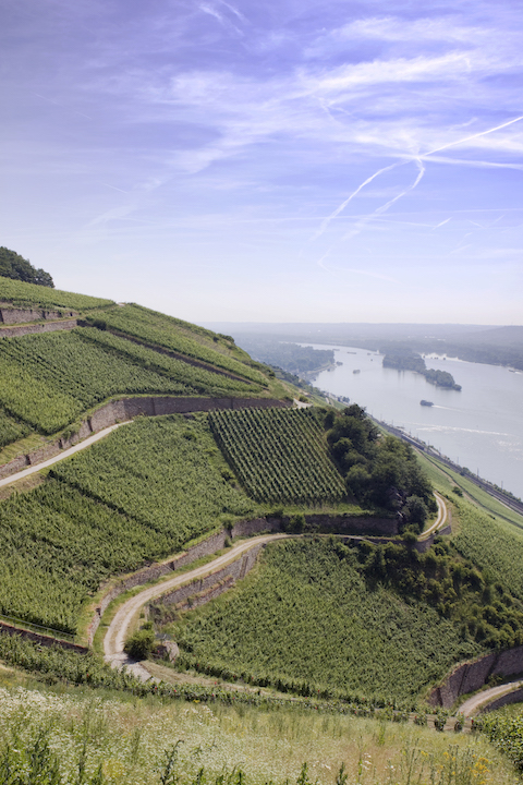 Georg Breuer Rüdesheim Berg Schlossberg Rheingau Riesling 2024