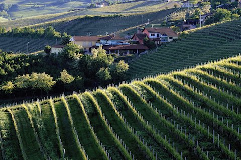 Fratelli Revello Barolo Vigna Gattera 2021