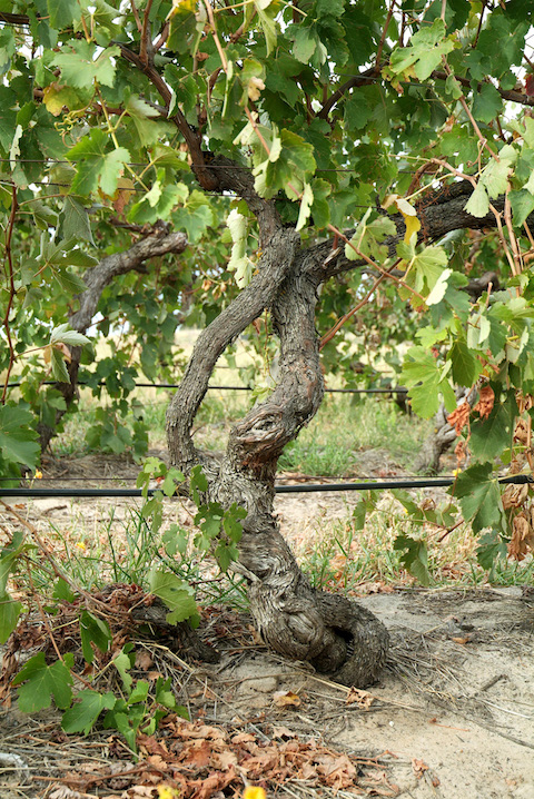 H by Haselgrove Shiraz Cuvee NV
