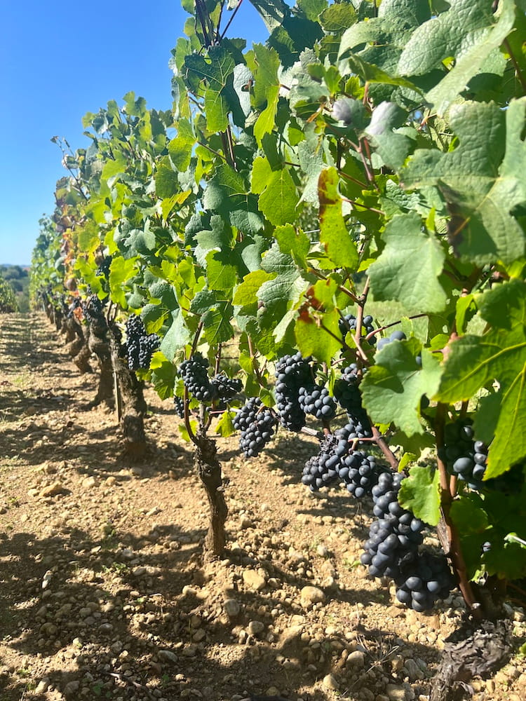 Michel Sarrazin Bourgogne Pinot Noir Les Vielles Vignes 2024