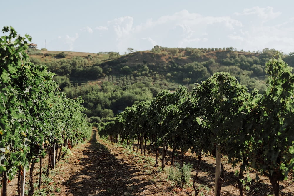 Jasci & Marchesani Trebbiano d´Abruzzo DOC BIO
