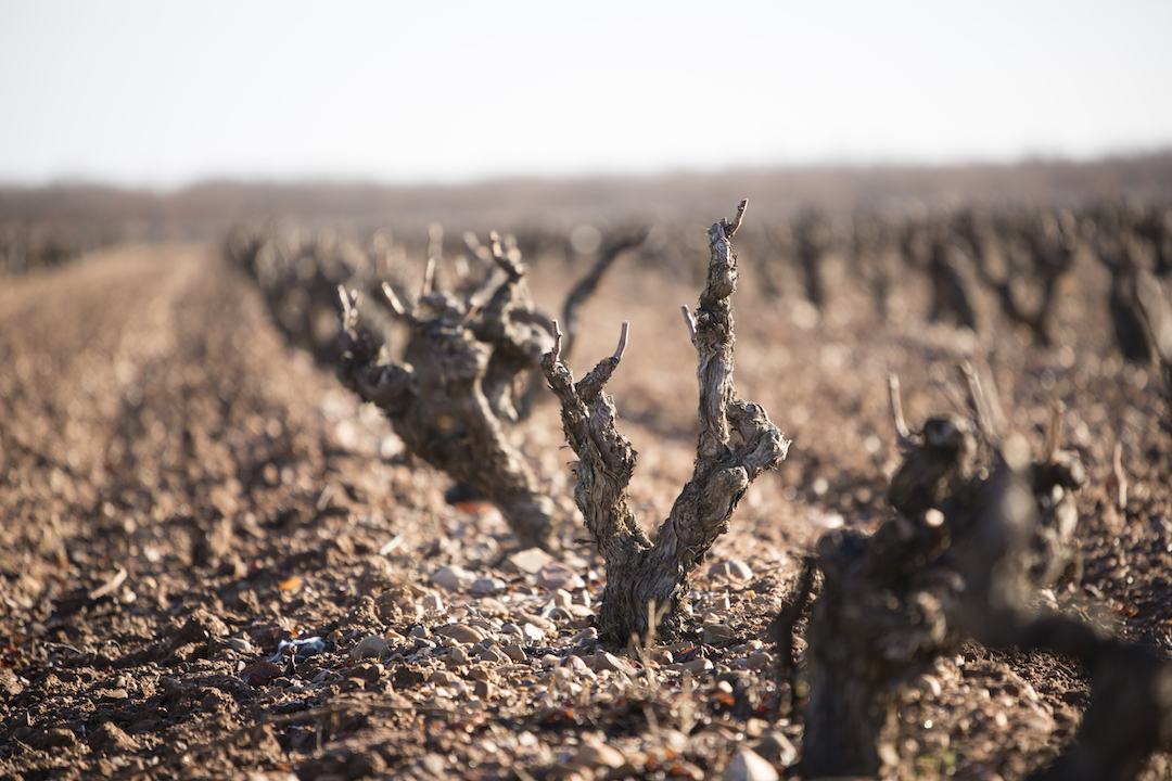 Ausas Bodegas y Viñedos