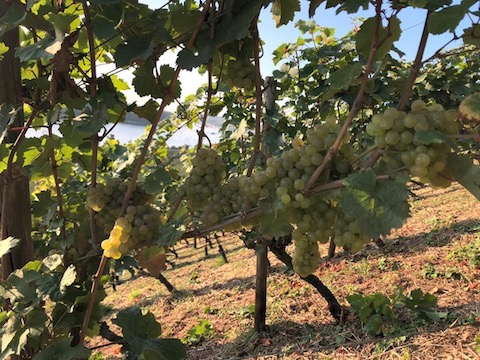 Battenfeld Spanier Riesling Kirchenstück GG 2022 BIO