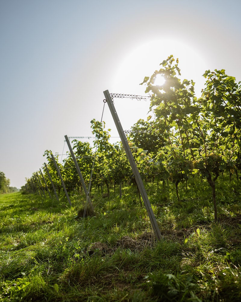 Weinreich Riesling trocken BIO