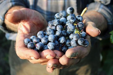 I Muri Negroamaro Puglia Vigneti del Salento