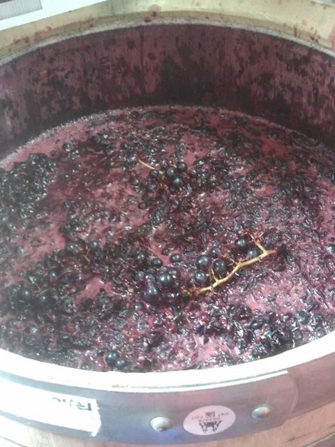Custero tinto Rioja 2023 BIO