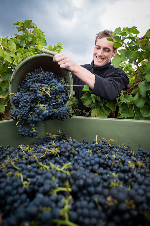 Eimermann Viognier