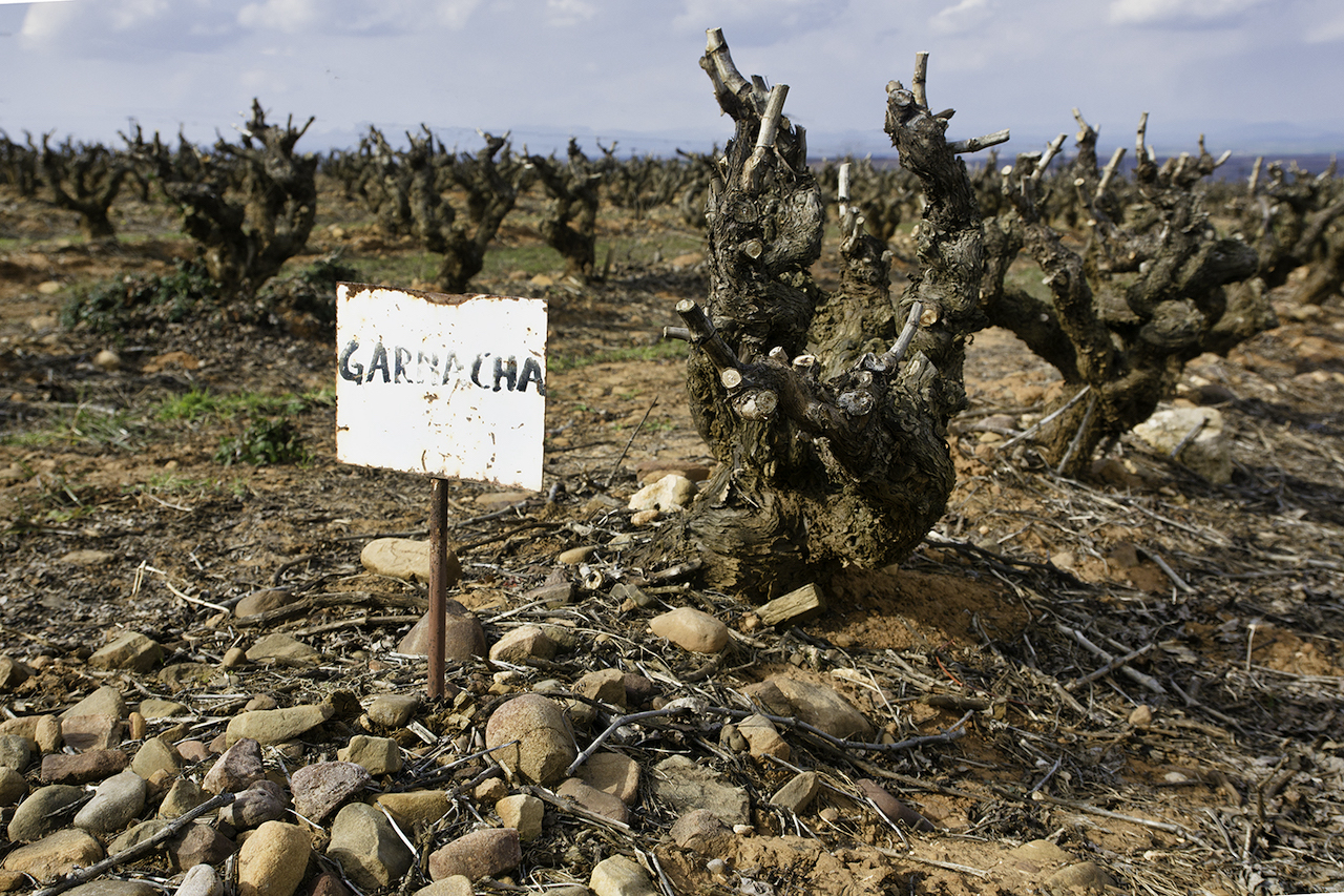 Grenache