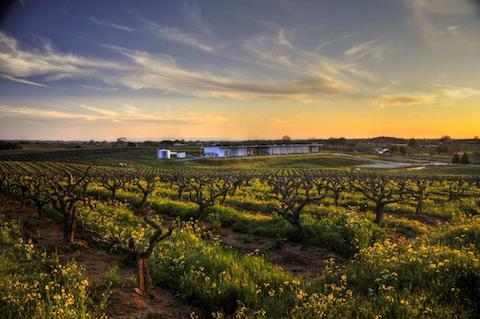 Andis Wines Painted Fields Old Vine Zinfandel Sierra Foothills