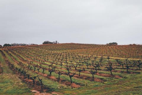 Andis Wines Painted Fields Old Vine Zinfandel Sierra Foothills