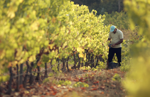 Quinta do Gradil