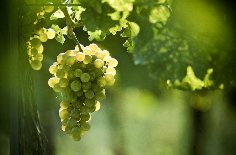 Weingut Fritsch