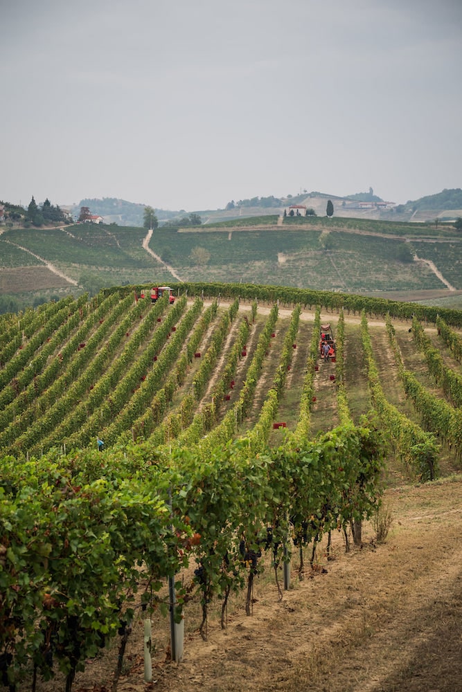 Vite Colte Villalta Roero Arneis