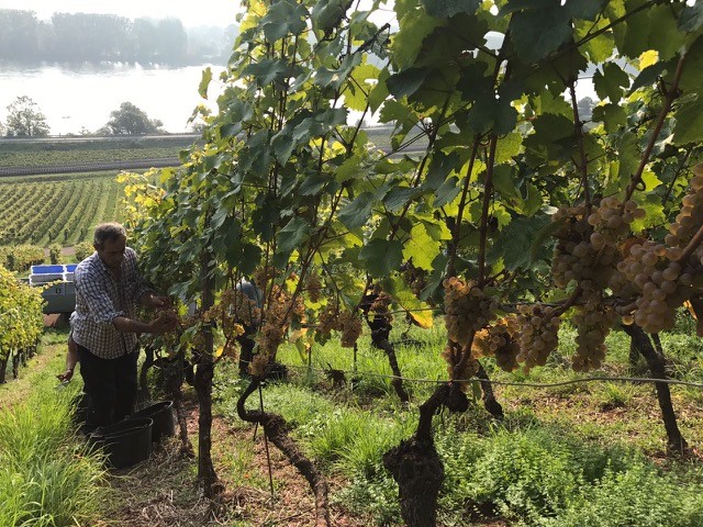 Battenfeld-Spanier Mölsheim Riesling trocken 2020 BIO