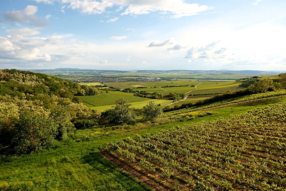 Weine aus dem Weinviertel in Österreich – ausgewählte österreichische Weine mit Grünem Veltliner