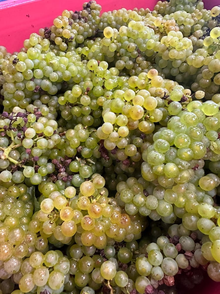 Étienne Calsac L´echappée Belle Blanc de Blancs Extra Brut