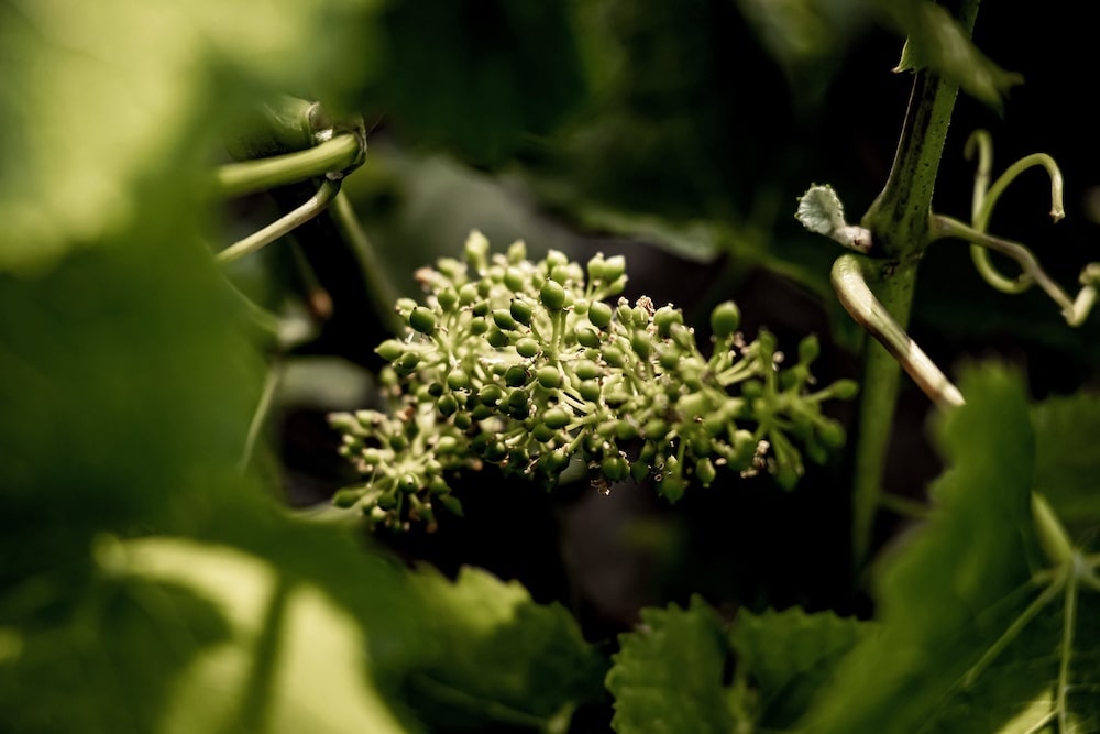 Champagne Cazé-Thibaut Naturellement BIO