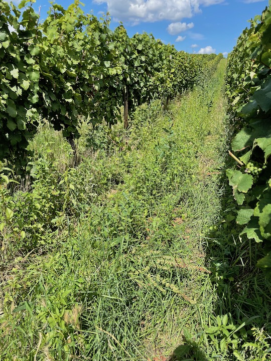 Peter Jakob Kühn Jacobus Riesling trocken 2022 BIO