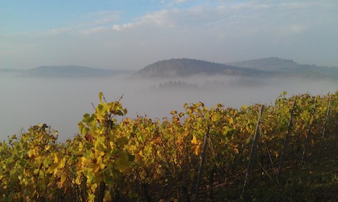 Forstmeister Geltz Zilliken Saarburg Rausch Riesling Großes Gewächs 2019