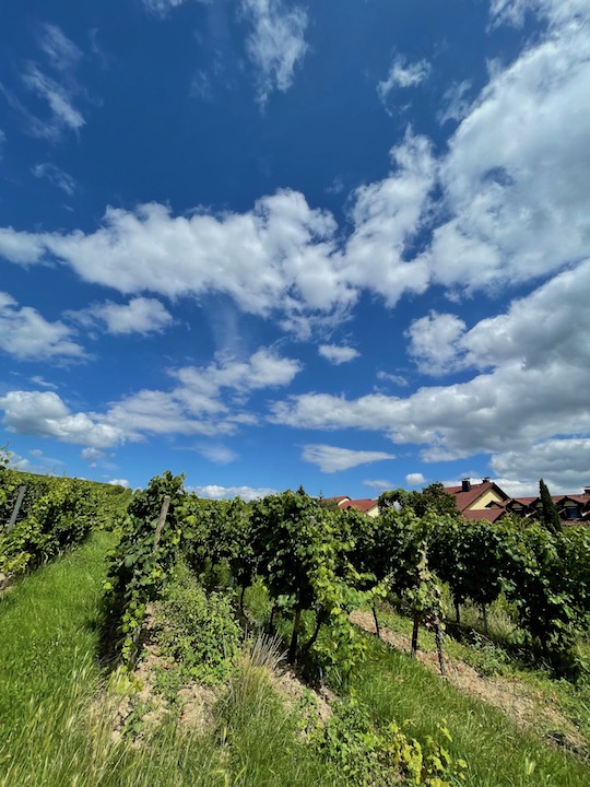 Peter Jakob Kühn Jacobus Riesling trocken 2022 BIO