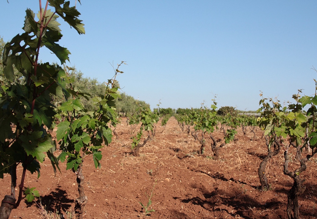 Cantina Angiuli Donato Nero di Troia Puglia Rosso