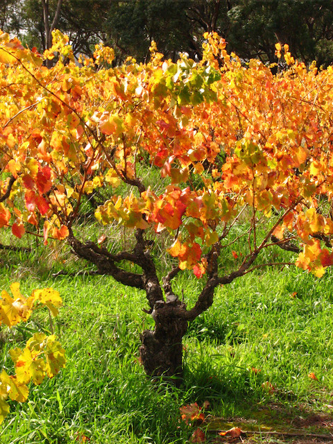 Noon Reserve Cabernet 2020