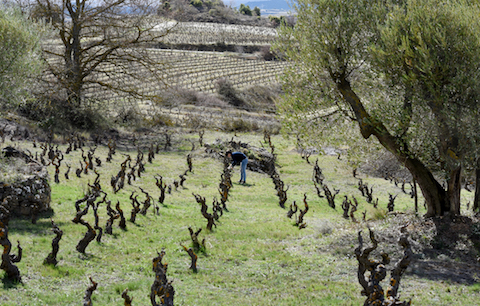 Sierra de Tolono NAHIKUN blanco 2024 BIO