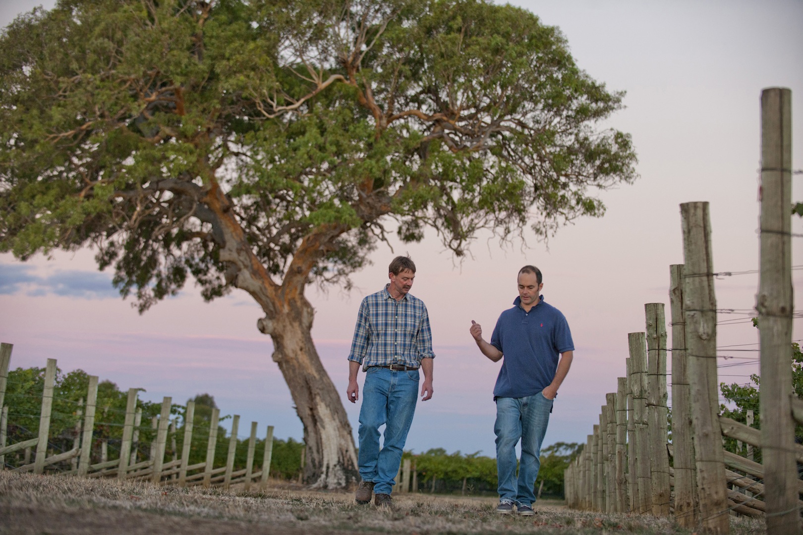 Leconfield Wines