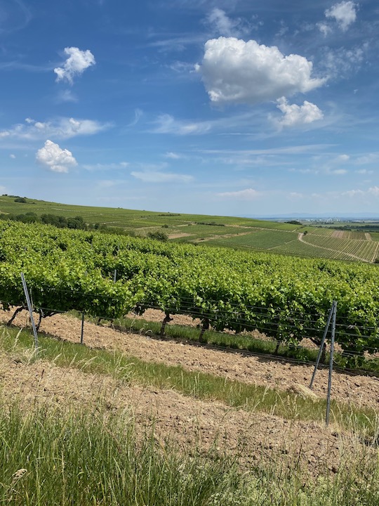 Weinberg Weingut Metzger