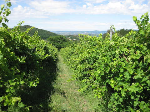 Cantina Colli Euganei