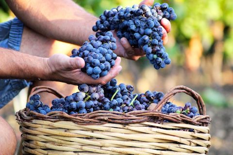 I Muri Negroamaro Puglia Vigneti del Salento