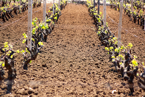 I Muri Negroamaro Puglia Vigneti del Salento