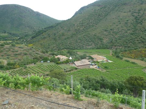 Mas Estela
